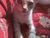 1 AYLIK SAFKAN ANKARA KEDİSİ YAVRULARI