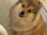 Genç pomeranian boo