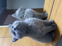 British shorthair safkan yavru