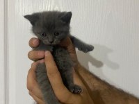 Tatlış british shorthair yavrular sahiplerini bekliyor