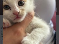 Tekir kedimiz 1 buçuk aylık dişi
