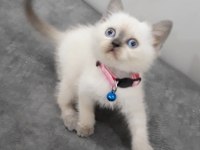 55 günlük British Shorthair dişi ve erkek yavrular