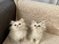 Çok Sevimli Ve Oyuncu British Longhair Yavrularım
