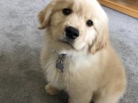 Golden Retriever Yavrularımız Orjinal Ev Aile Dostu
