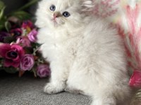 Efsane güzellikte british longhair bebekler