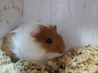 Mükemmel sağlıkta sevimli ginepig yavrularımız