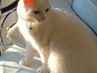 British Shorthair 1 yaşında