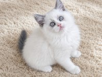 Muhteşem British Shorthair Blue Bicolor Golden Yavrular