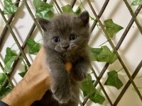 Çok Sevimli ve Oyuncu British Shorthair Yavrularım