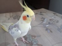 Bakımlı sarı bebek sultan papağanlar