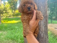 A kalite 1. Sınıf Toy poodle yavrular