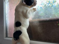 Safkan French Bulldog Güzellik