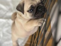 Hamburger Pug Mops Yavruları
