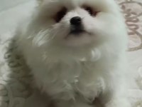 Pomeranian yavrumuuz