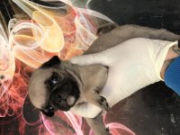 Kaliteli yavru pug sahibi olmak isteyen iletişime geçebilir