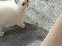 Adı şeker akıllı bir kız yeni sahibini arıyoruz