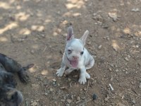 2 aylık merle french bulldog sahiplendirilecek