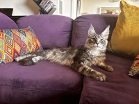 Muhteşem bir çocuk maine coon