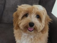 Maltipoo Bebekler