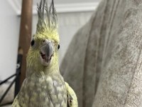 10 aylık sultan papağanı