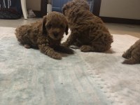 ORJİNAL TOY POODLE