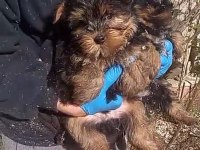 (SDK) Çiftlikten ırk garantili yorkshire terrier yavrular