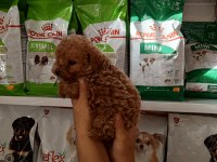 Poodle yavrumuz