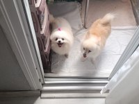 Pomeranian Boo Üst Kalite Tea Cup Dişi Ve Erkek
