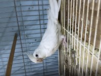 Albino Sultan Papağanı Tek Dişi Tek Erkek Takımlar
