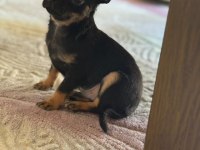 Chihuahua (Şivava)