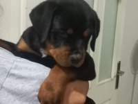 A Şecere Türkiye Grand Şampiyonu Rottweiler Yavruları