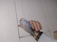 Yavru erkek ele alıştırmalık konuşturmalık muhabbet kuşu