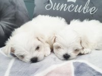 Safkan mini Bembeyaz kartanesi Maltese bebekler