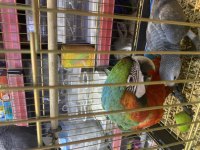 Harley Queen El Besleme Macaw