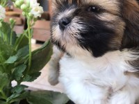 Shih tzu Yavru
