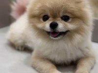 Pomeranian Boo (Teddy Bear)