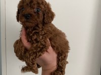 Red Brown poodle yavrularim orijinal ev doğumlu