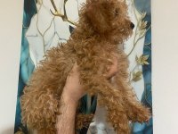 3 aylık toy poodle yavru