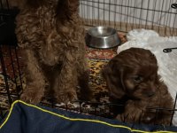 2 aylık dişi ve erkek poodle yavrularımız