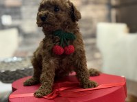 Toy poodle yavrusu tarçın rengi ve 2 kilo kalıyor