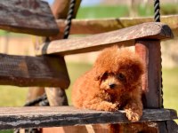 WC EĞİTİMLİ TOY POODLE YAVRULARI 