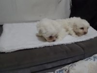 Maltese Yavrular