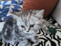 İran persian