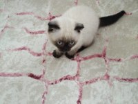 Scottish fold kedimiz duman yeni sahiplerini arıyor