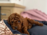 Red poodle yavrularımız