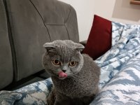 1.5 yaşında scottish fold