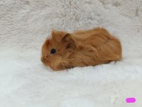 Guinea Pig Bebekler