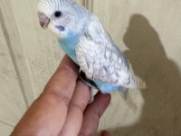 Son İki Günde Yeme Düşen Muhabbet Bebeklerim