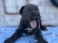 A şecereli cane corso yavrular