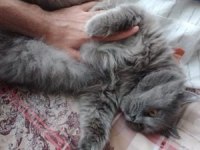 British longhair kedimizi çok uyguna vereceğiz acil